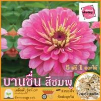 ราคา ซื้อ5 แถม1 เมล็ดพันธุ์ ดอกบานชื่น สีชมพู 20 เมล็ด (Pink Zinnia Flower Seed) เมล็ดพันธุ์แท้ ปลูกง่าย อัตรางอกสูง เก็บเมล็ (22866511050)