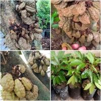 ราคา (1ต้น)(ขาย ต้นพันธุ์) ต้น ต้นอัมพวา ต้นมะขามคางคก อัมพวา มะขามคางคก / ไม้แปลก / Sao (11248757761)