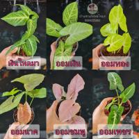 ราคา ต้นออมชมพู ออมเพชร ออมทอง ออมเงิน ออมนาค เงินไหลมา ไม้มงคลฟอกอากาศ เสริมศิริมงคลเรียกทรัพย์ โชคลาภ (14907058940)