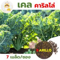 ราคา เมล็ดพันธุ์ ผักเคล คาริลโล่ Kale Karillo คะน้าใบหยิก ลำต้นเตี้ย ใบหนาหยิก ก้านใบตรง (1 ซอง 7 เมล็ด) (43714948031)