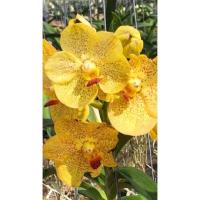 ราคา กล้วยไม้แวนด้า RB Beauty ไม้ใหม่ ไม่ติดดอก พร้อมส่ง (15440121125)