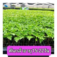 ราคา ต้นกล้าดาวเรืองดอกดกดอกใหญ่1ถาด200ต้นและแบบชุดเล็ก50ต้น (14250772336)