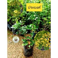 ราคา ต้นประยงค์ ไม้มงคล ดอกสีหลือง (26854522738)