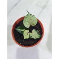 ราคา Syngonium Green splash กรีนสเปลส ต้นจิ้ว #ส่งฟรี (4795332910)