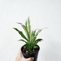 ราคา เดหลีด่าง กระถาง 4 นิ้ว (14679061683)