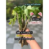 ราคา ผักไชยา มะละกอกินใบ ต้นผงชูรส จำหน่ายกิ่งตัดสด เซ็ต 20 กิ่ง แถม 5 (29931334725)