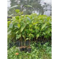 ราคา ต้นมะฮอกกานี ขนาด 30-60 ซม. (27661904932)