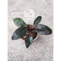 ราคา กุมารดำเรียกทรัพย์ Philodendron Black Cardinal (9817904250)