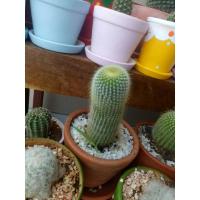 ราคา กระบองทอง แคคตัส ดอกสีเหลือง (7677511430)