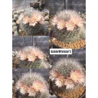 ราคา เมล็ดแมมขนแมว‍⬛สีผสม (11000916970)