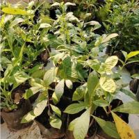 ราคา อัคคีทวาร สมุนไพรหายาก พันธุ์ไม้​หายาก สมุนไพรไทย (18378403943)