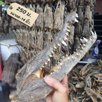 ราคา โมเดล หัวจระเข้ติดหนัง สำหรับประดับ สะสม จากฟาร์มจระเข้ ลำพูน (17794616862)