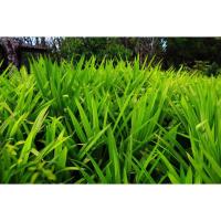 ราคา ต้นพันธุ์ ต้นเตยหอม ใบเตย ถุงดำ พร้อมปลูก 29 บาท เตยเขียว เตยหอม ต้นใบเตย ปลูกได้ ใช้ทำอาหารได้ ต้นใบเตย (28824662752)