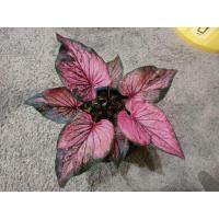 ราคา ชินบัญชรแม่พันธุ์พร้อมหน่อ (22624290103)