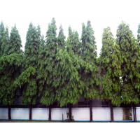 ราคา ต้นอโศกอินเดีย 20-40เซนติเมตร (29271020027)