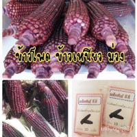 ราคา เมล็ดพันธุ์ ข้าวโพดข้าวเหนียวม่วง 50 เมล็ด ข้าวโพดม่วง ข้าวโพดข้าวเหนียว ข้าวโพด (ซื้อ 10 แถม 1 คละอย่างได้) /เมล็ดกล้วย (13540884754)