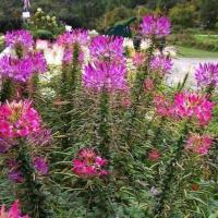 ราคา 100 เมล็ด ดอกเสี้ยนฝรั่ง ดอกคลีโอเม่ สไปเดอร์แพลนท์ Spider Plants Cleome Flower Seeds คละสี (42222876403)