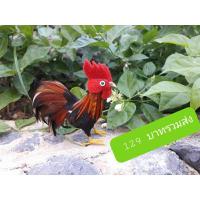 ราคา ตุ๊กตาไก่ชนขนจริง 3 นิ้วราคารวมส่ง#ไก่ไอ้ไข่#ของเล่น (25260692196)
