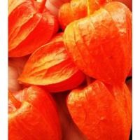 ราคา ต้นพันธุ์ โทงเทงฝรั่ง สีแดง พร้อมปลูกในถุงดำ 29บาท เคพกูสเบอรี่ Red Cape Gooseberry (27580918251)