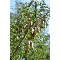 ราคา Sweet Tamarind ต้นมะขามหวาน พันธุ์สีทองเพชรบูรณ์ พันธุ์มะขาม พร้อมลงดิน ขนาดลำต้น 80-90 ซม. (21165418304)