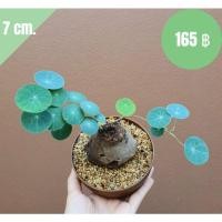 ราคา บัวบกโขด บัวบกโขดมีใบ บัวบกโขดส่งทั้งกระถาง Stephania erecta Craib (9479629785)