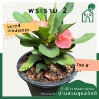 ราคา โป๊ยเซียน พระราม 2 ต้นใหญ่ใส่กระถาง 8 นิ้ว (21625891719)