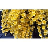 ราคา เอื้องผึ้งใหญ่[ไม้เลี้ยง]รากเดิน (24065085682)