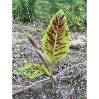 ราคา 3แถม1กล้วยป่าด่างสีเลือด ลายพราง ทหารพลาง ตัดหน่อ (12328294379)