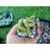 ราคา นิ้วทองคริส #นิ้วทองแคคตัส #แมมนิ้วทองคริส (10115980679)