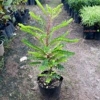 ราคา ต้นธรณีสาร ธรณีสาร Phyllanthus pulcher ว่านธรณีสาร ไม้พุ่ม มีดอก (รับประกัน ส่งใหม่ฟรี หากสินค้าเเสียหาย!!) (27408133203)