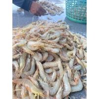 ราคา กุ้งขาว กุ้งสด กุ้งสวยๆ (25842745620)