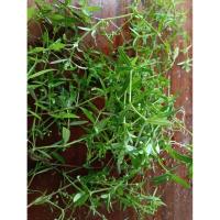 ราคา หญ้าลิ้นงูขาว/หญ้าปักกิ่งเก็บสดบรรจุ10กรัม (42513341220)