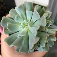 ราคา กุหลาบหินต้นนี้คุ้มมากๆค่ะ มีหน่ออีกนะค้า สามารถไปแยกได้อีก (4804548924)