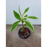 ราคา เอื้องหมายนาด่างขาว~ (16880381929)