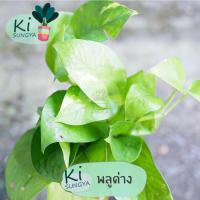 ราคา ต้นพลูด่าง ต้นไม้มงคล ต้นไม้จิ๋ว (15251820249)