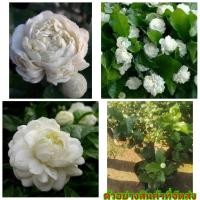 ราคา (1ต้น) (ขาย ต้นพันธุ์) ต้น ดอก มะลิซ้อน ดอกใหญ่ มะลิ kanokwan fadel (9811498915)