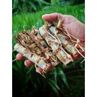 ราคา หญ้าหวานอิสราเอล 100 ท่อนเน้นคุณภาพ (43116170569)