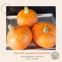 ราคา สินค้าหมดชั่วคราวจ้า ส่งเร็ว!! ฟักทองญี่ปุ่นสีส้ม [สินค้าเกษตรชุมชน] ✅ มีการรับประกันสินค้าทั่วประเทศ (8714765581)