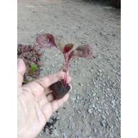 ราคา ต้นกล้า ผักโขมแดง โขม สีแดง ต้นละ 10บาท ซื้อ 10แถม 2 ต้น ผักโขมใบกระ ผักโขม สีแดง ผักโขม ผักขม ผักโหม ผักพื้นบ้าน (27173315509)