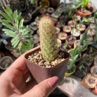 ราคา กระบองเพชร นิ้วทอง ส่งทั้งกระถาง 2 นิ้ว (3638895782)