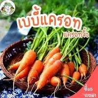ราคา ผลิตภัณฑ์ใหม่ เมล็ดพันธุ์ จุดประเทศไทย ❤เมล็ดอวบอ้วน เบบี้แครอท แครอทจิ๋ว 2000 เมล็ด LittleFingers CarrotSeed เม/ผักบุ้ง (23910318508)