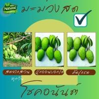 ราคา มะม่วงโชคอนันต์ 1กิโลกรัม (4946679148)