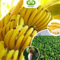 ราคา ต้นกล้วยหอม, ต้นกล้วยหอมเพาะเลี้ยงเนื้อเยื่อ, หลีกเลี่ยงศัตรูพืช, กล้วยหอม, รสหวาน (25123769890)