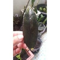 ราคา กวักนิล/กวักมรกตใบดำ ขายเฉพาะ ใบพร้อมราก (5735487965)