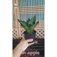 ราคา ต้นลิ้นมังกรแคระ ต้นไม้ฟอกอากาศ ต้นไม้มงคล (20584307125)