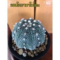 ราคา แอสโตร ยามาโมโตะ Astrophytum Cactus กระบองเพชร พร้อมจัดส่งทั้งกระถาง (21984577903)