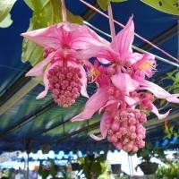 ราคา 1 ต้นไข่มุกอันดามัน ดอกสีชมพู คล้ายไข่มุก ออกดอกแล้ว กระถาง 6 นิ้ว ลำต้นสูง 20-30 ซม (8813034594)