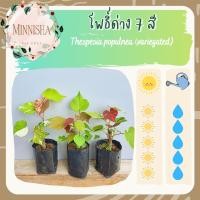 ราคา [ถุงเพาะชำ] โพธิ์ด่าง 7 สี ต้นโพธิ์ทะเลด่าง ไม้มงคล ไม้ประดับ ไม้แดด (13205525431)