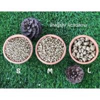 ราคา ⭐ ดินญี่ปุ่น อะคาดามะ (Akadama) ⭐ (3406685725)