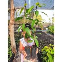 ราคา มะปรางหวานสุวรรณบาตร (24867146047)